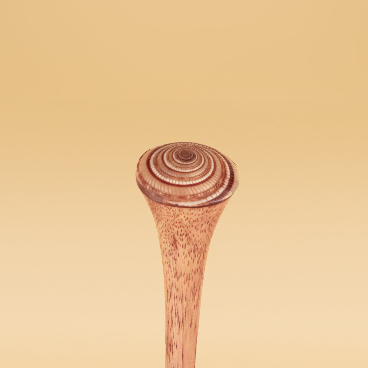 Brown Shell image 1