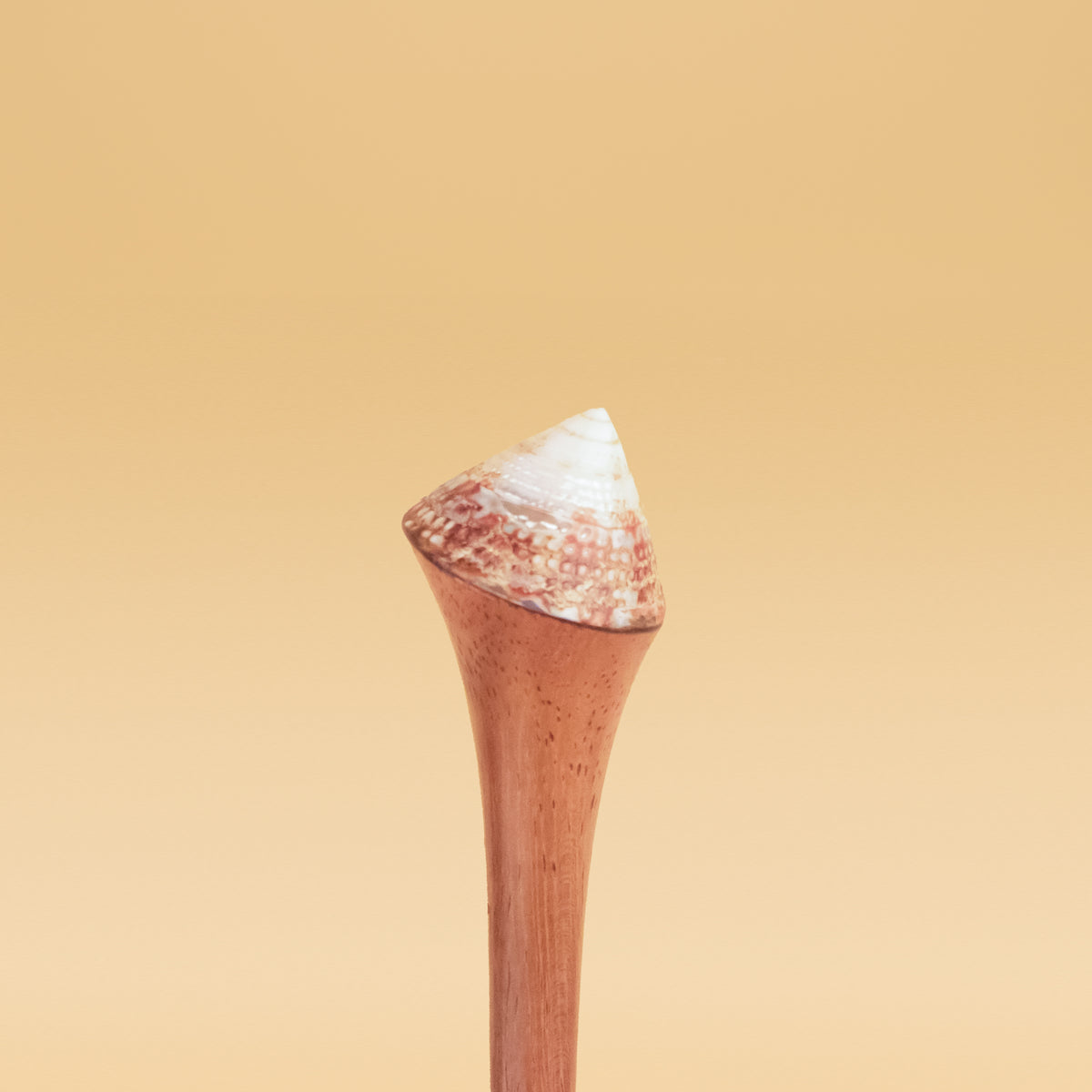 White Shell image 2